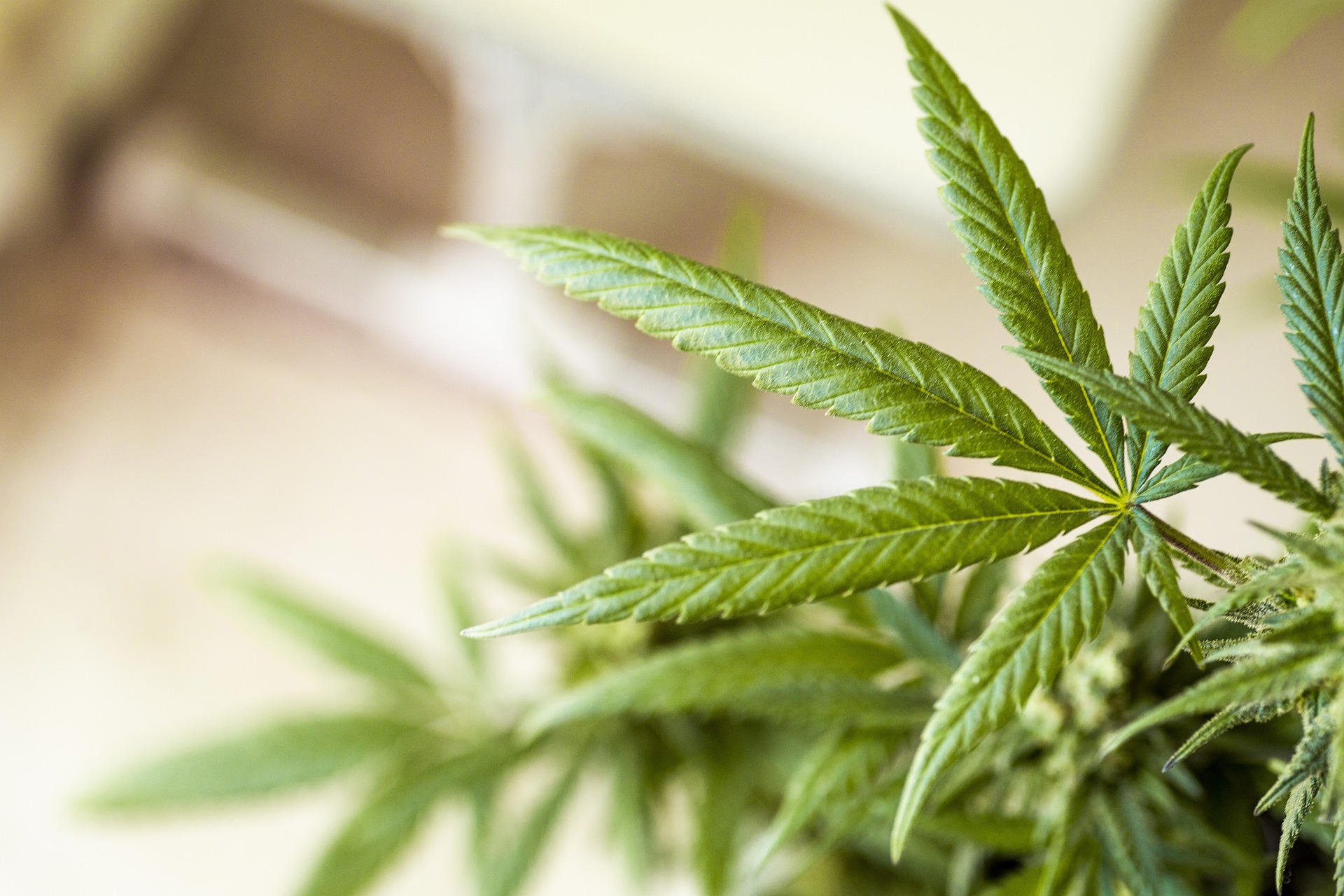 Advanced solution for Online Cannabis Dispensaries